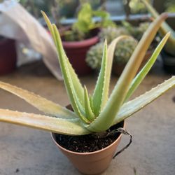 Alo Vera Plant