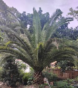 Canary Palm Tree $1200.00