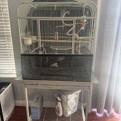 Bird Cage 