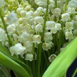Lily Of Valley Fragrant Spring Flower (Perennial Plant).