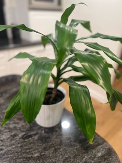 Dracaena fragrans