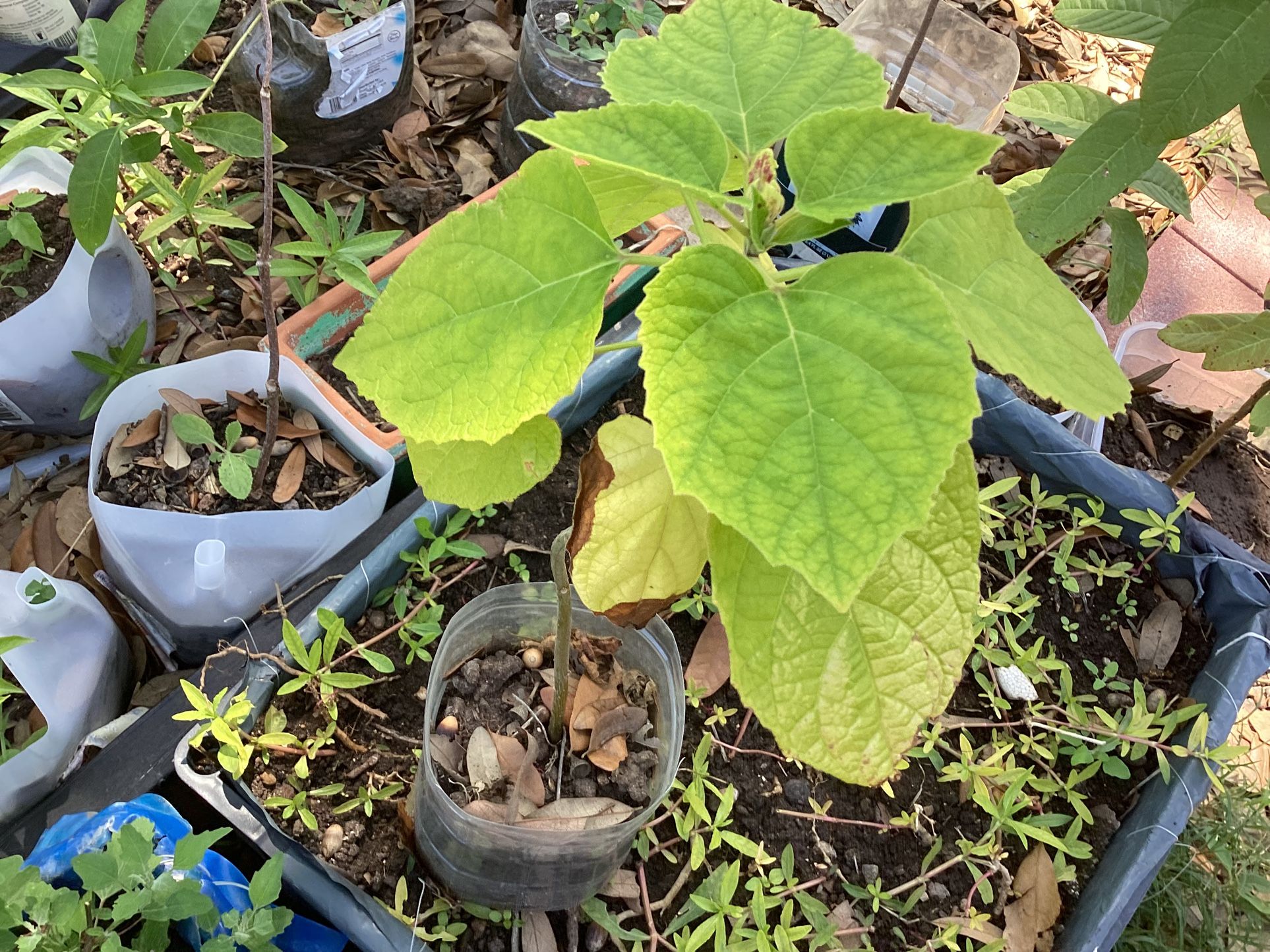 Cashmere Bouquet Plant