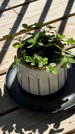 Mint plant with ceramic pot