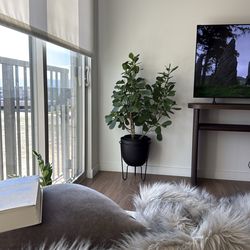 Clusia Rosea - Autograph tree