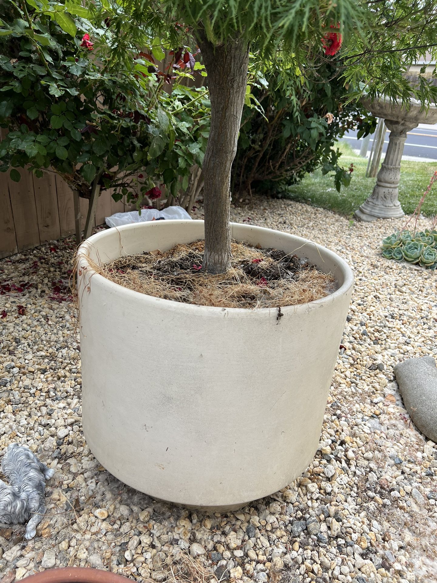 large-japanese-maple-tree-with-ceramic-pot-for-sale-in-hood-ca-offerup