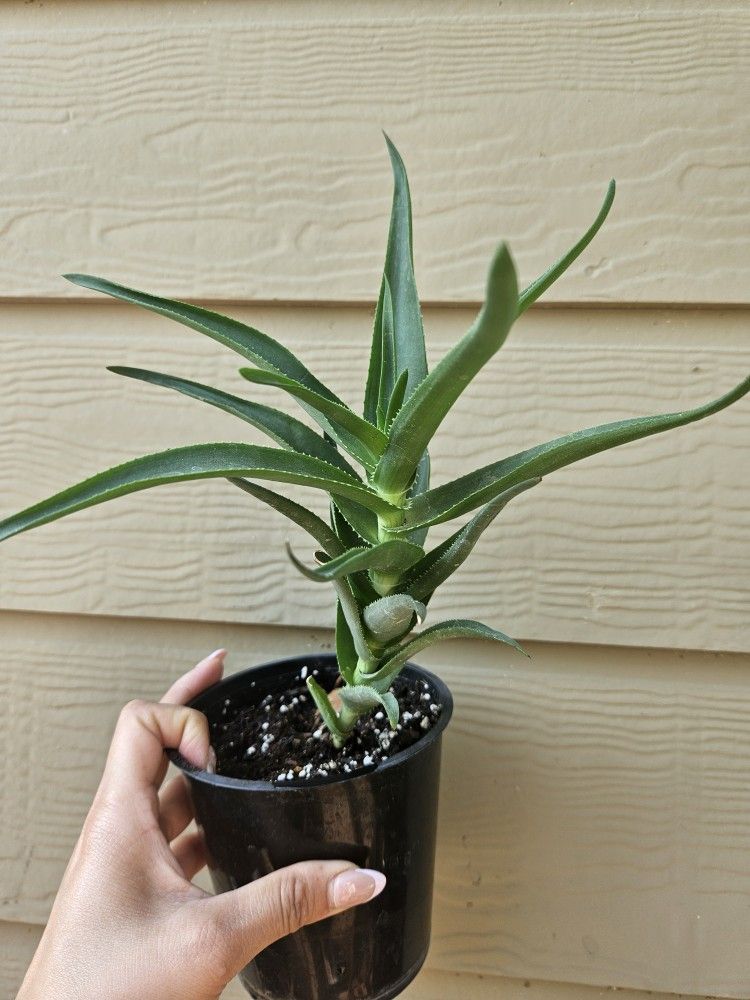Climbing Aloe