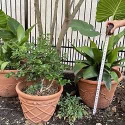 PLANTS  5 WHIT POTS NOT TERRACOTA SEE HIGH PHOTOS PIC UP DOMINION. 78257