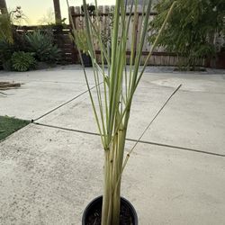 Lemongrass Plant