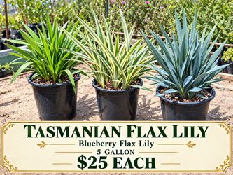 Tasmanian / Blueberry Flax Lilies