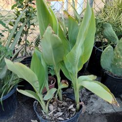 Planta Natural