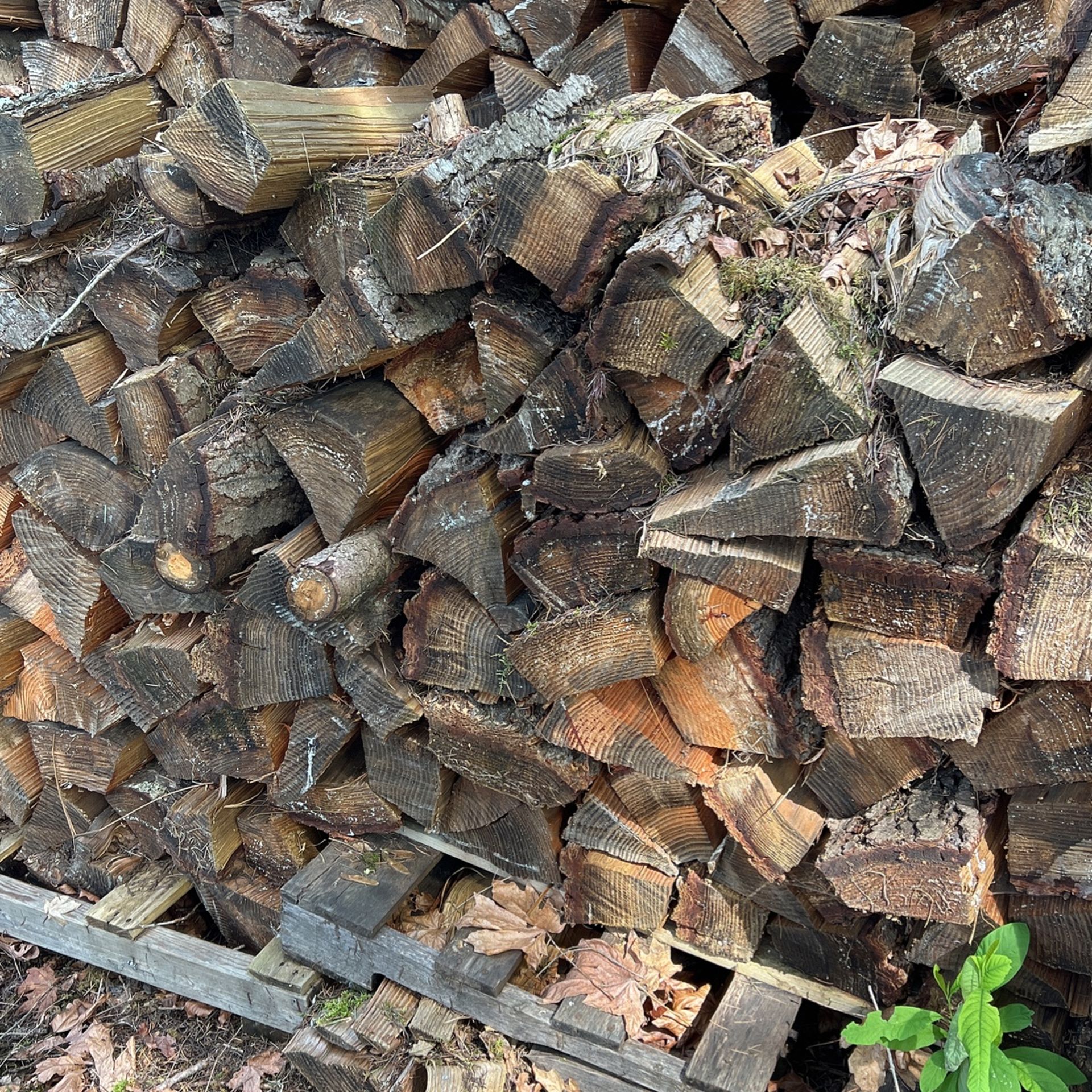 Firewood