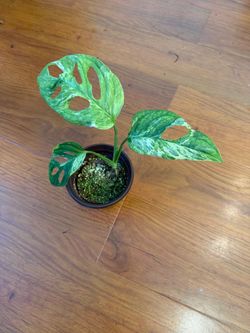 Monstera Adansonii variegated