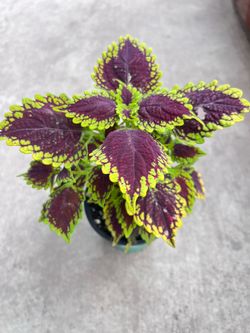 Coleus Outdoor Plant