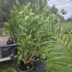 huge clusias 6 feet tall Instant  Privacy  Hedge For Fence Green Full 