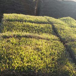 Grass Sod For Sale 