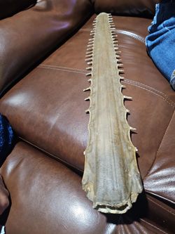 Sawfish nose decor🤥