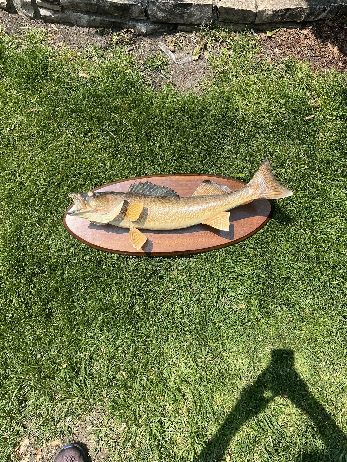 Taxidermy Fish