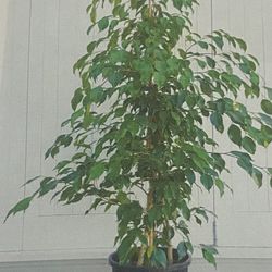 Indoor Plant Ficus Tree