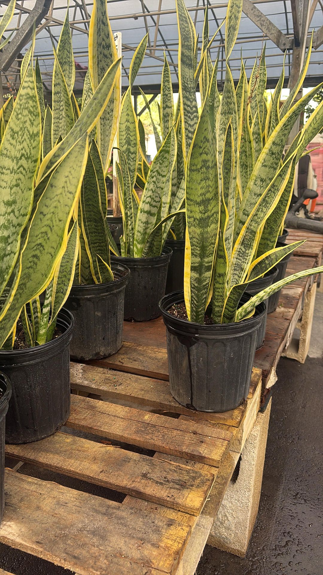 Snake Plant - 3gl