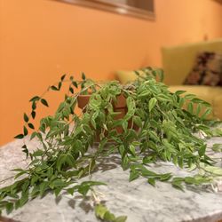 Beautiful Hanging Plant