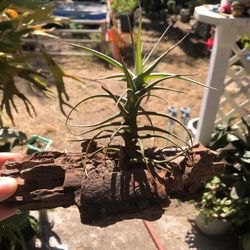 Air Plant