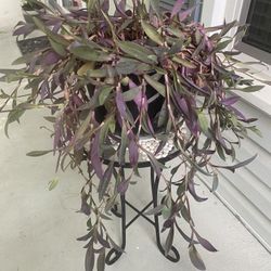 Purple Heart 