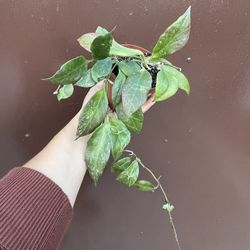 4” hoya sunrise 
