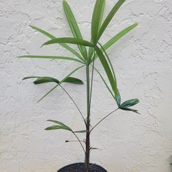 Lady Palm Plant 