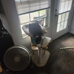 Cat Tree