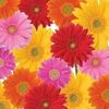 Yazmin