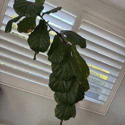 Beautiful Plant 8 Foot Tall . 