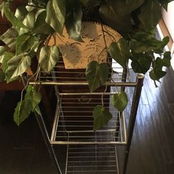 Plant Shelves. Metal 