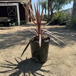 Cordyline Cabbage Tree 5 Gal
