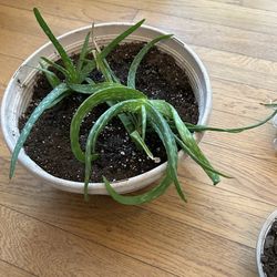 Plants -mostly Aloe Vera