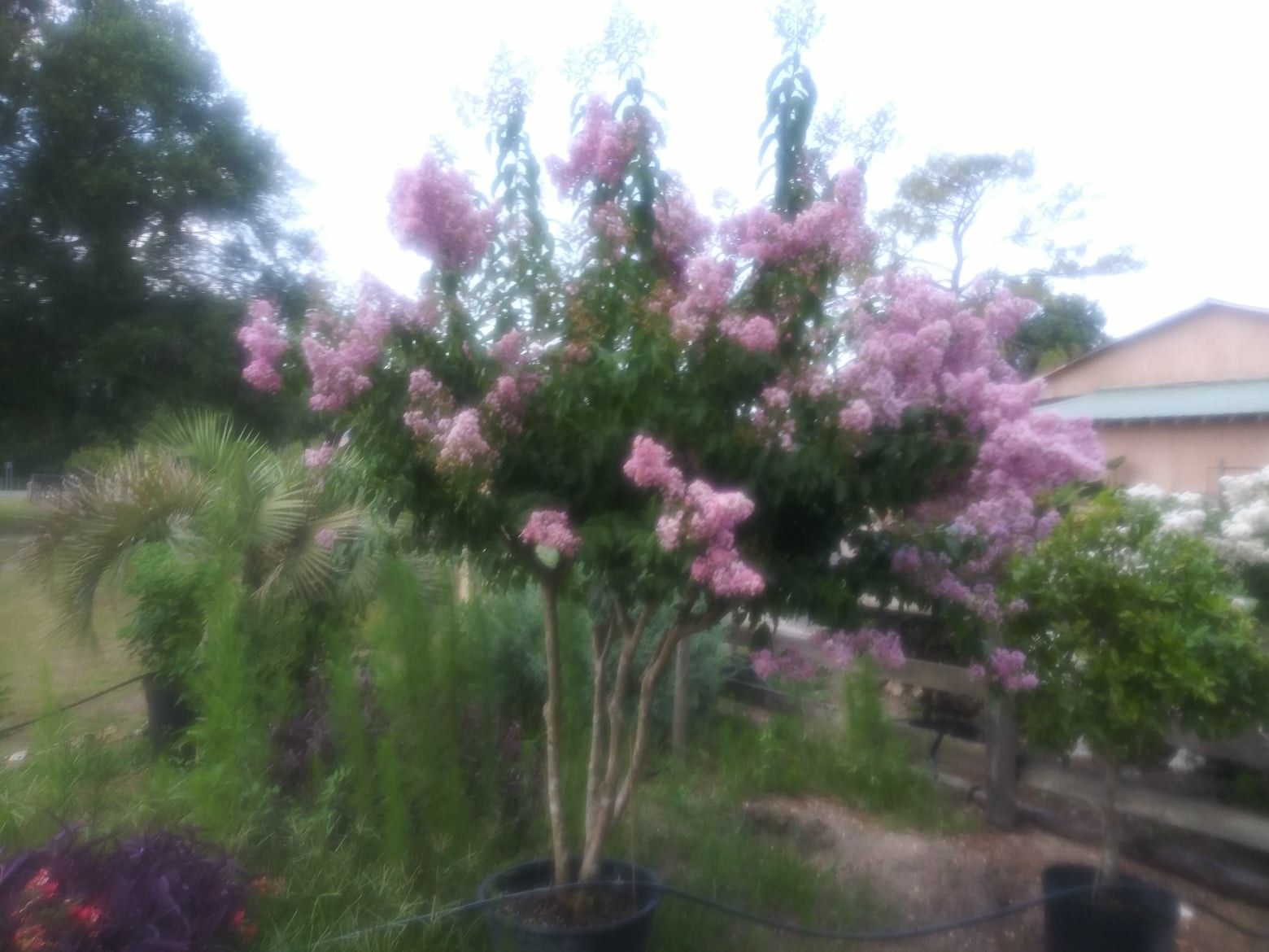 Crepe myrtle trees delivered and planted 10 foot tall