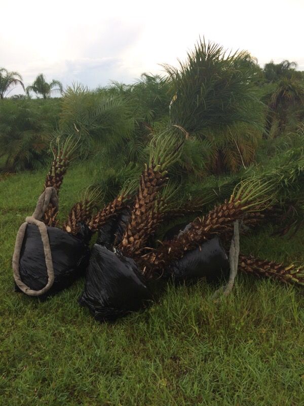 Roubelini palms