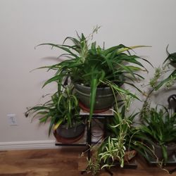 Spider Plant Each $30