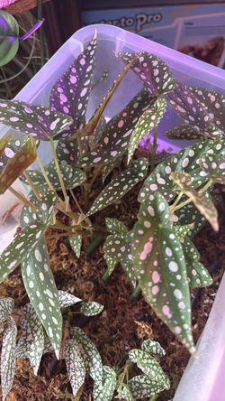 Plants