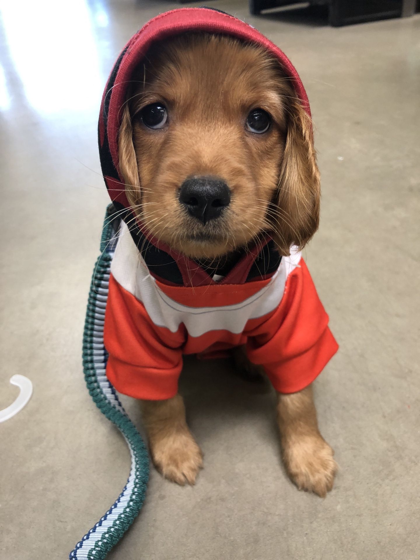 Xs Star Wars x-wing fighter pilot costume puppy dog Halloween