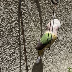 Old Parrot On A Hook.  