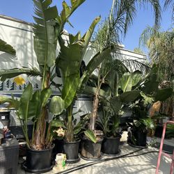 24 Gallon Plants Palms 