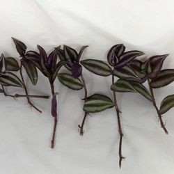 Tradescantia zebrina, tradescantia fluminensis Purple wandering Jew plant cutting(Buy 1 get 2 