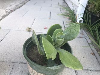 Succulents