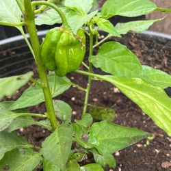 Habanero  Plants 