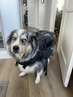 Dog Backpack