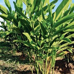 Galangal Root Plant