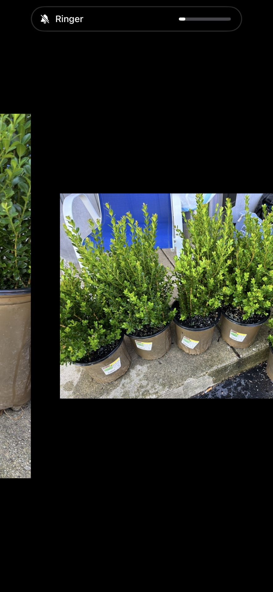 BOXWOOD PLANTS 