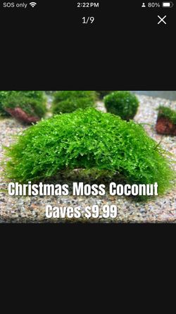 Aquarium Plants, Moss, Coconut Moss Caves,