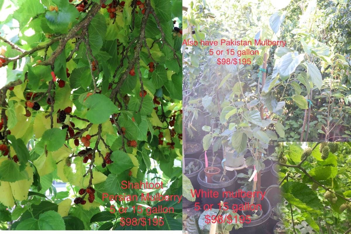 All Kinds Of Fruit Trees FOR SALE!!!