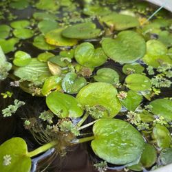 Aquatic Plants